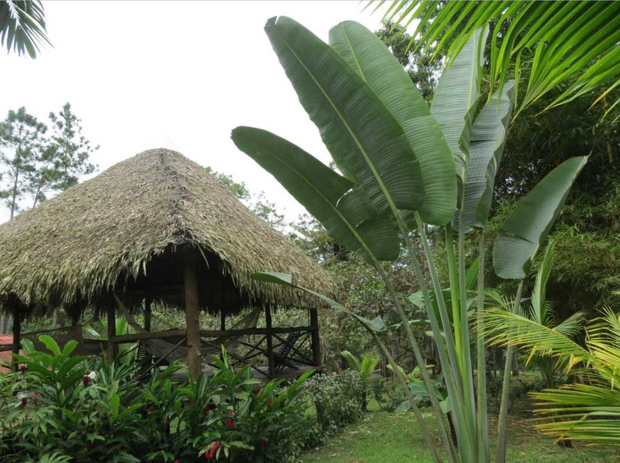 巴拿马猴子山林小屋住宿加早餐旅馆 Chilibre 外观 照片